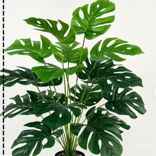 Plant Collection