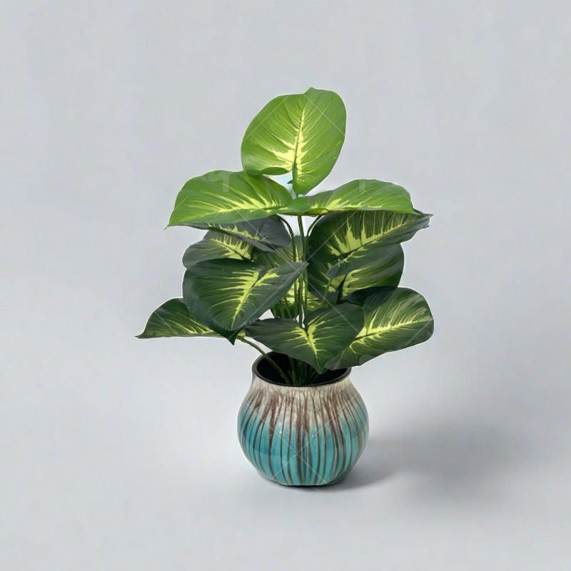 Plant Collection