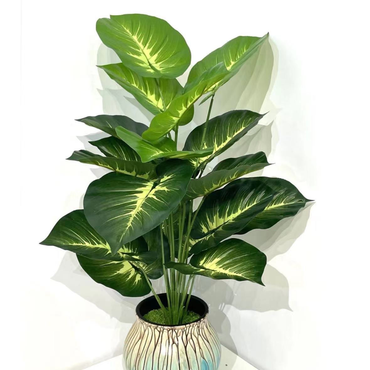 Plant Collection