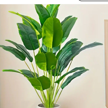 Plant Collection