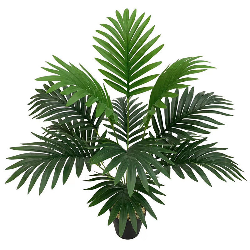 Plant Collection