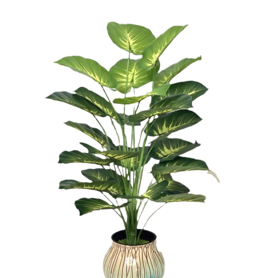 Plant Collection