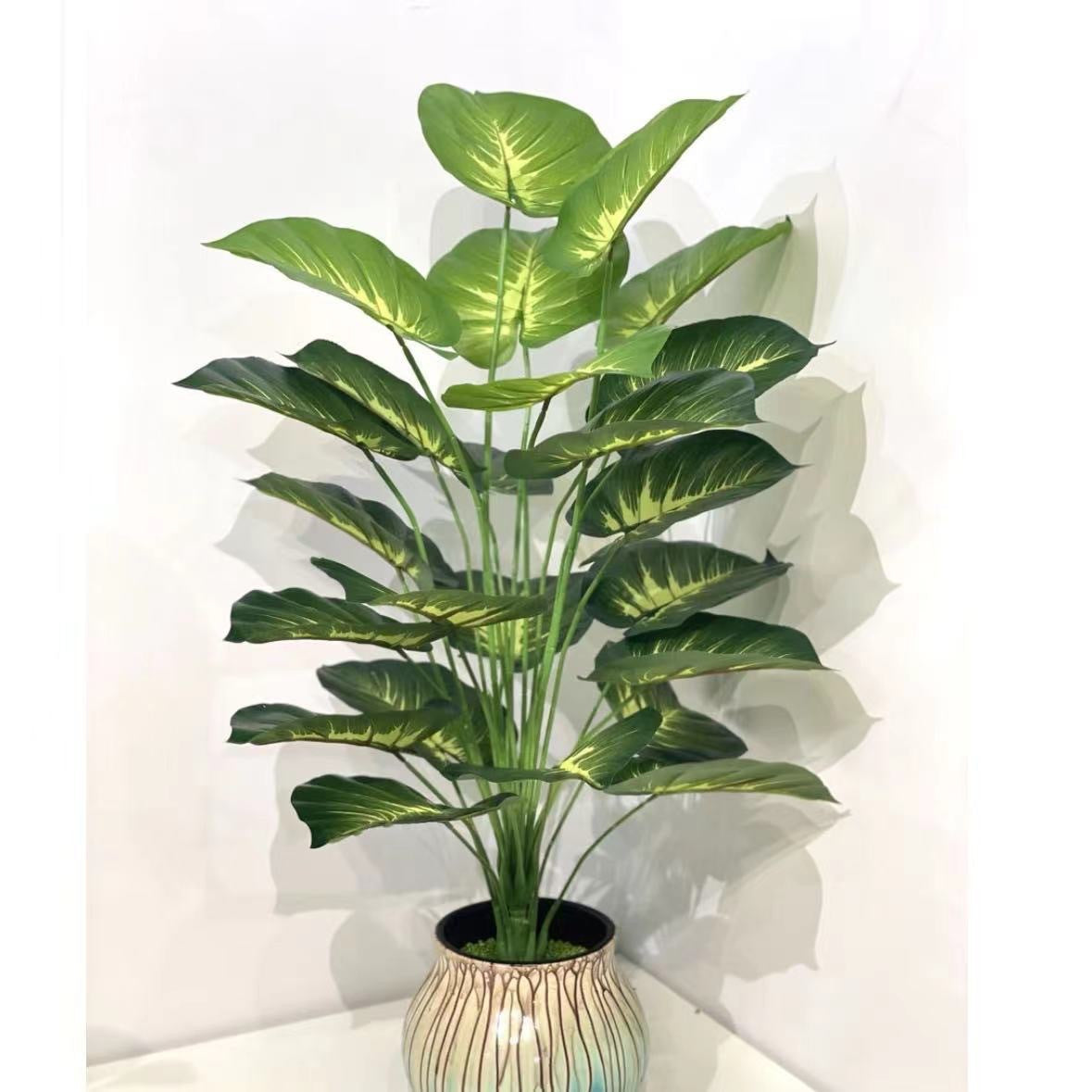 Plant Collection